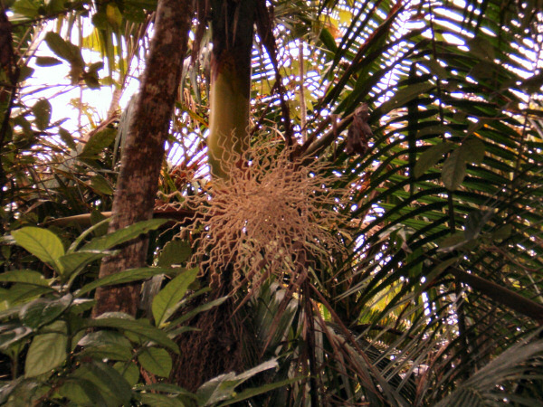 Another strange tree.