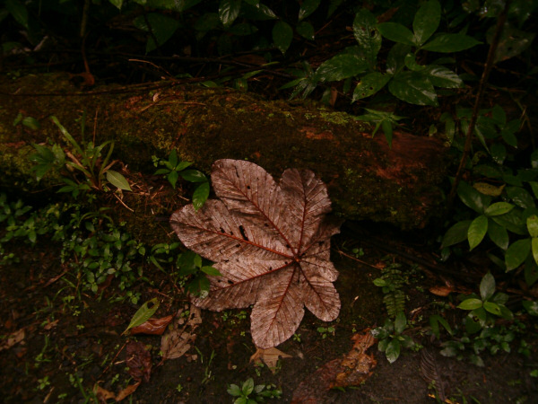 A large leaf.
