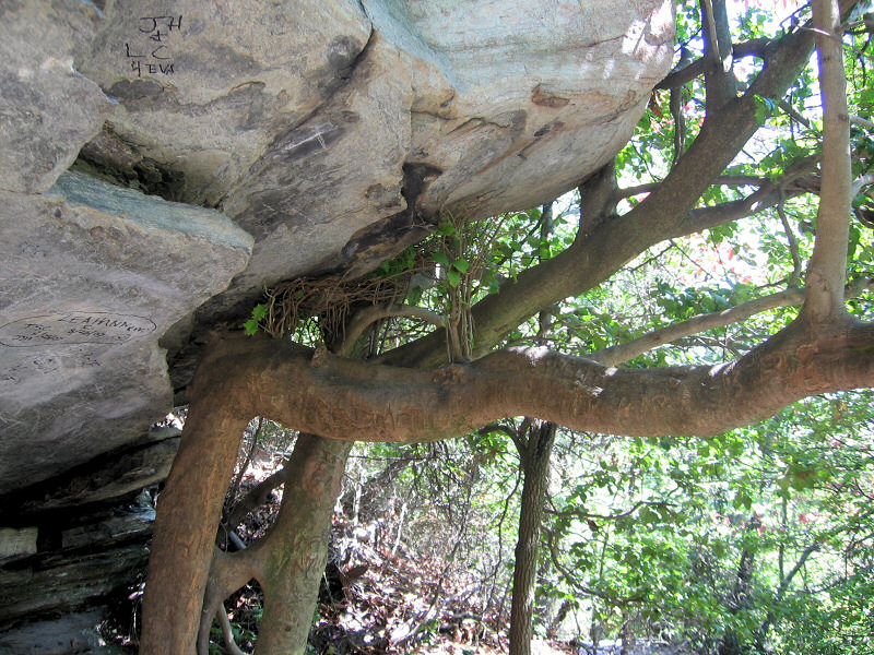 Tree under a rock.