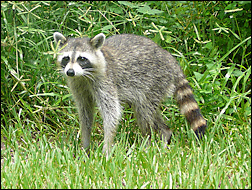 A raccoon.